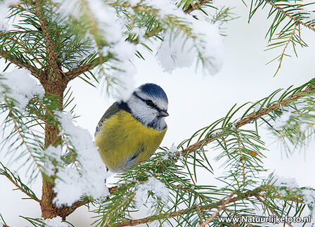 Ansichtkaarten winter