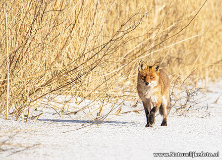 Ansichtkaarten winter