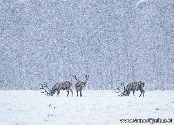 Winter kaarten | Ansichtkaarten winter