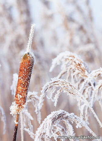 Ansichtkaarten winter