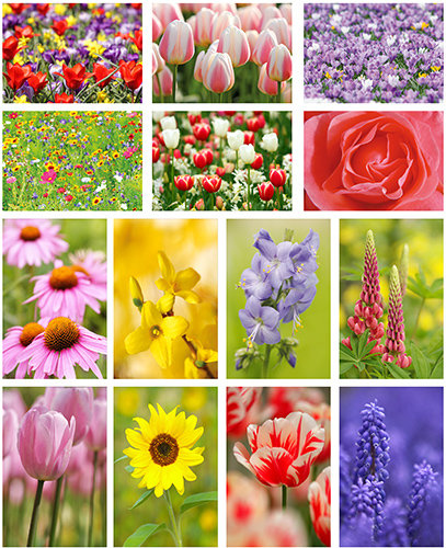 - Prachtige bloemen kaartenset 14 kaarten