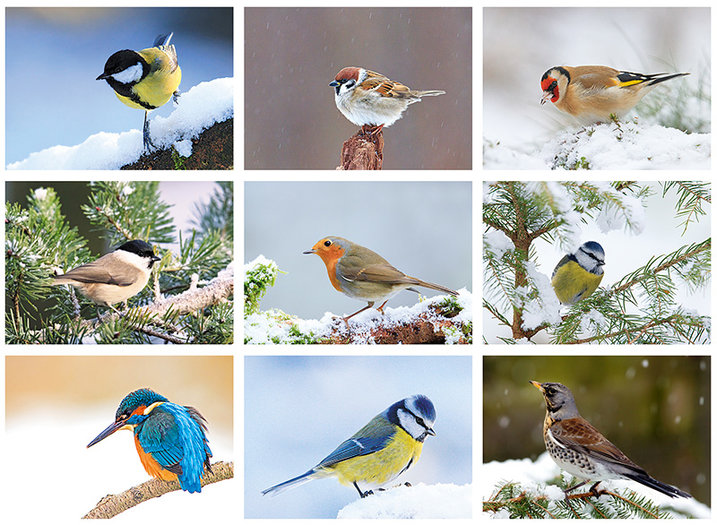 Goedkope kerstkaarten set vogels bestaat uit 9 enkele kerstkaarten