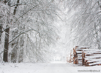 ansichtkaart winterlaantje met boomstammen