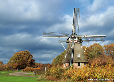 ansichtkaart korenmolen de Zaandplatte in Ruinen