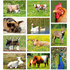 ansichtkaarten set boerderij dieren