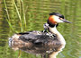 ansichtkaarten vogels